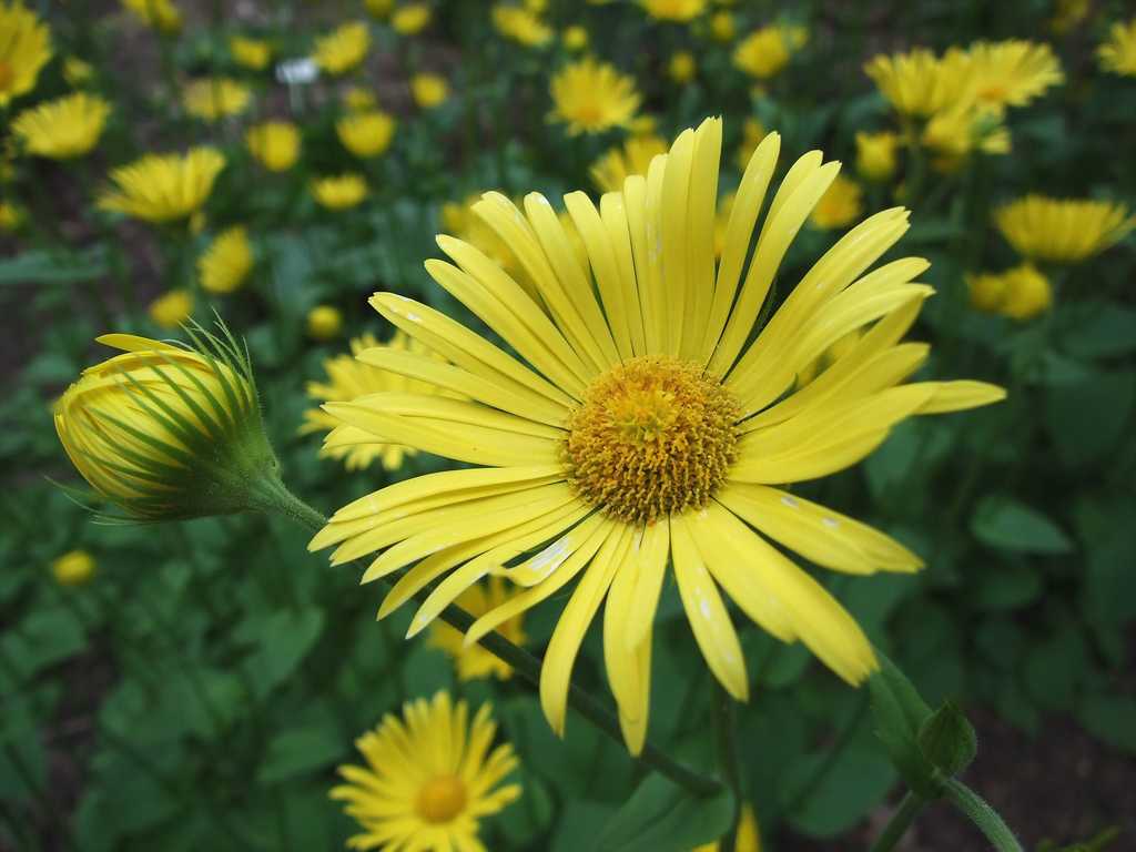 Желтая ромашка фото цветок