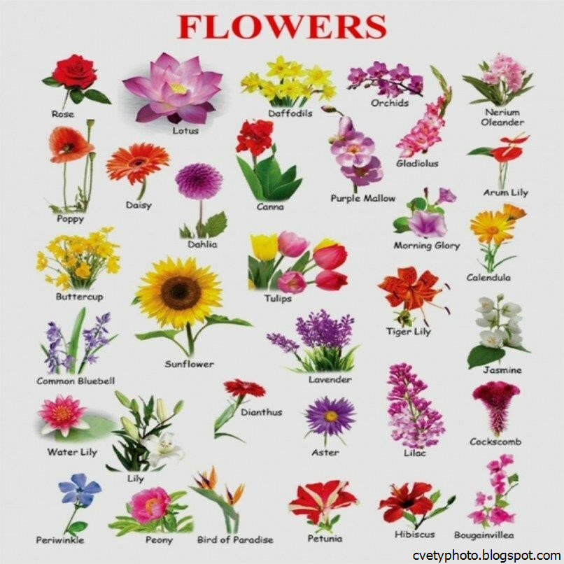Цветы каталог с фотографиями и названиями по алфавиту