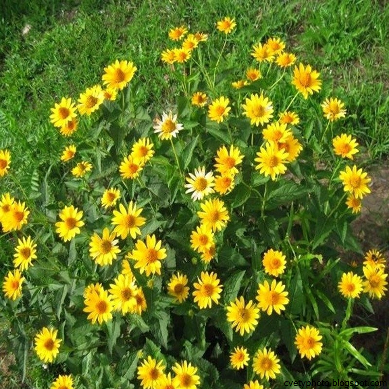 Желтые многолетники фото с названиями. Гелиопсис вариегатный. Гелиопсис оранжевый. Гелиополис цветок многолетний. Многолетки желтый цветок.