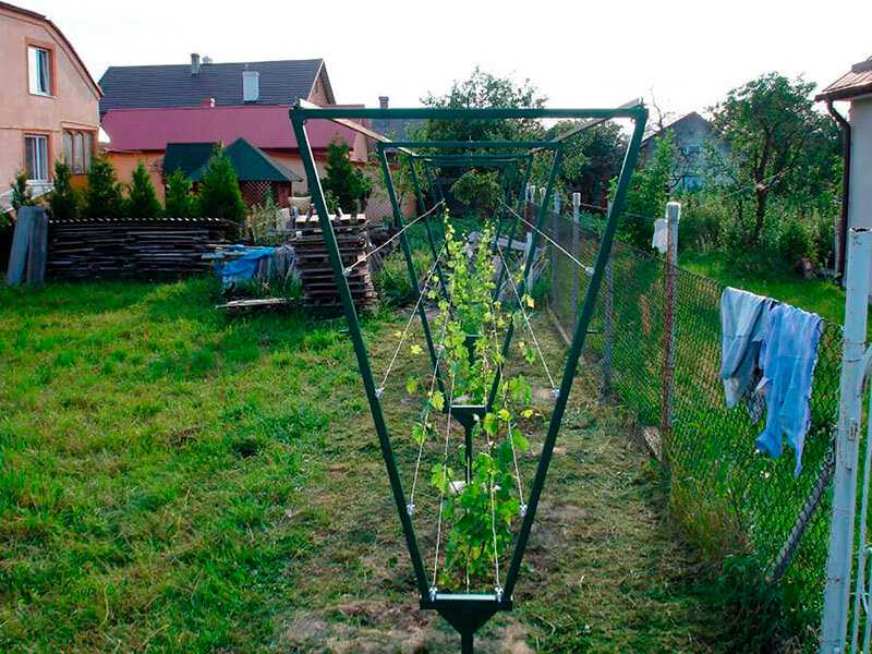 Опора для девичьего винограда своими руками на даче фото