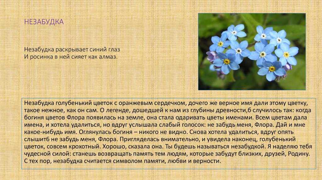 Незабудка цветок тима белорусских текст. Незабудка краткое описание. Незабудка цветок описание. Информация о цветах незабудках. Незабудка фото и описание.
