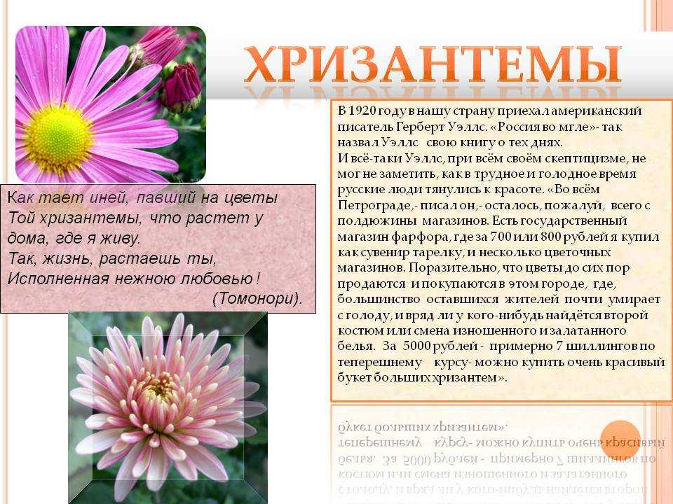 Изложение хризантема 8. Цветы хризантемы. Хризантемы описание цветка. Цветы и их описание для детей. Описание цветка Хризантема для детей.