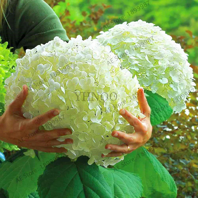 Цветы большими шапками фото и названия