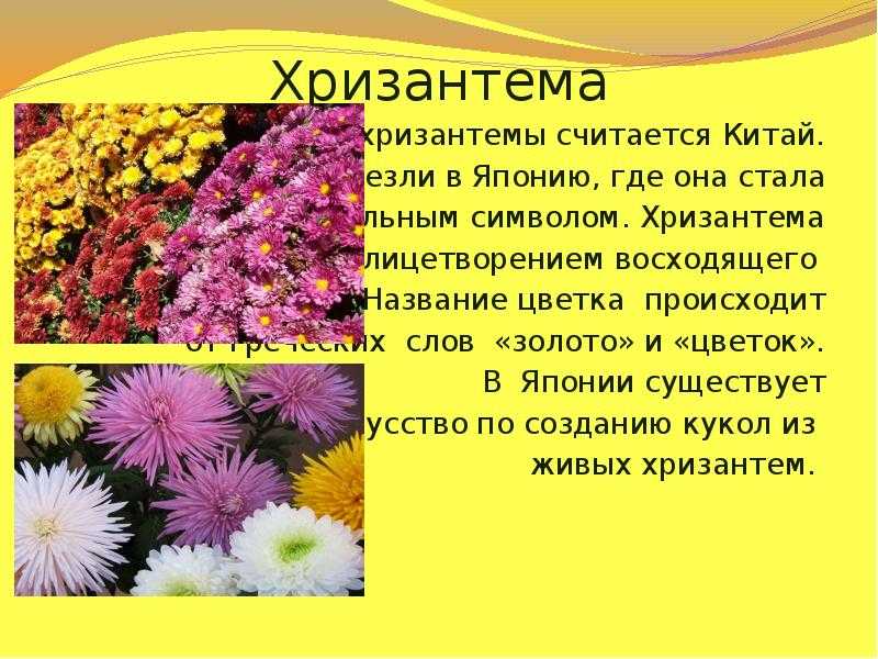 Изложение хризантема 8. Хризантема Родина растения. Хризантемы комнатные Родина. Хризантемы короткодневные. Хризантема сообщение.