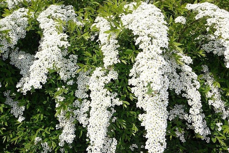 Цветы кустарники фото с названиями: фото с названиями. Декоративно ...