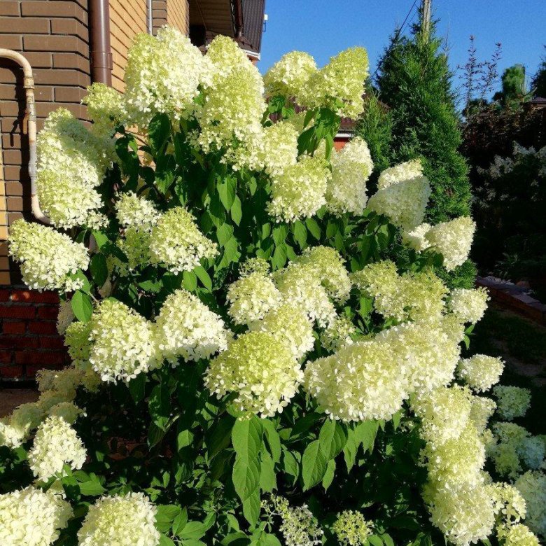 Цветы для дачи морозостойкие: Красивые морозостойкие цветы для сада ...