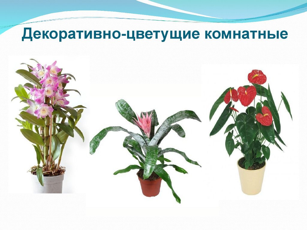 Комнатные растения цветущие с названием и с фото