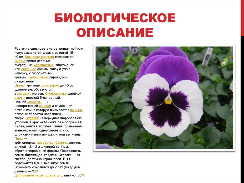 Анютины глазки цветы описание. Описание цветка. Описание цветов. Научное описание растения.