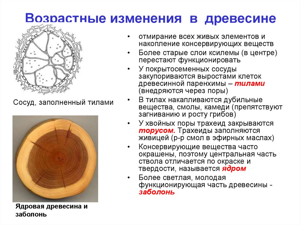 Рисунок древесины 7 букв