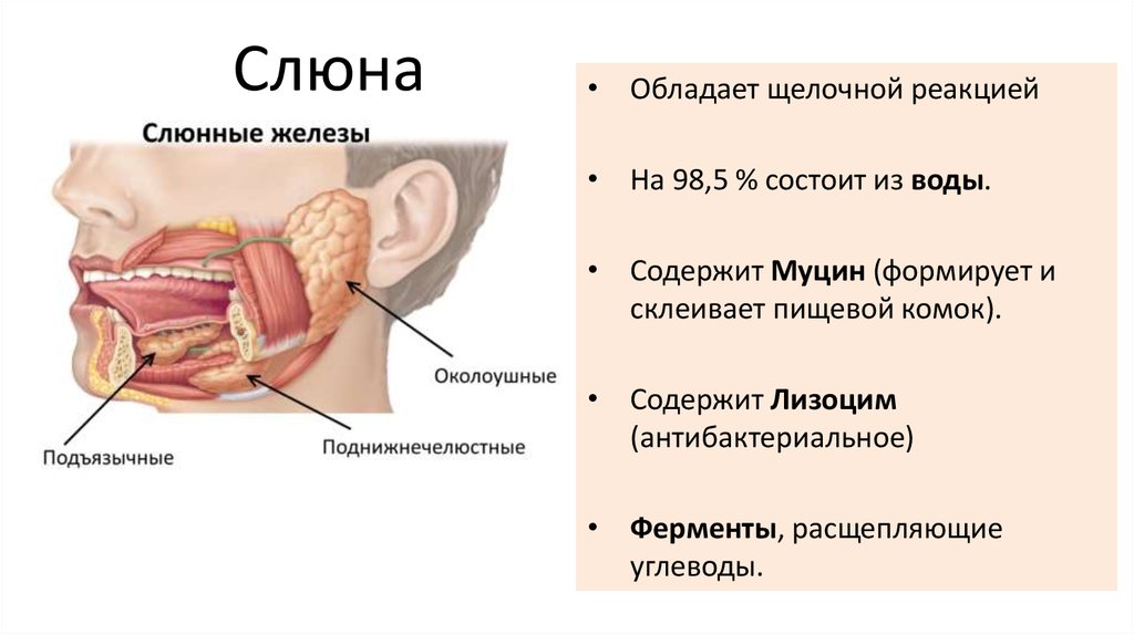 Гормональный фон во время менструации