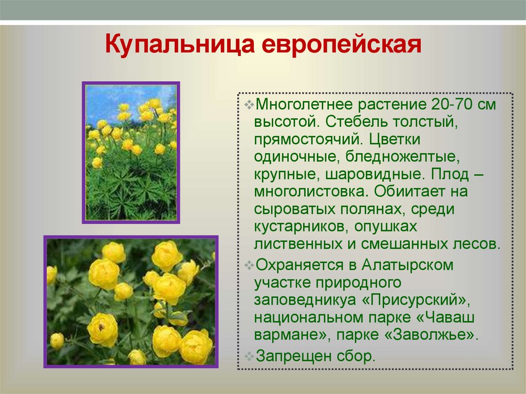 Краткое описание 3. Купальница европейская описание. Купальница европейская красная книга. Купальница европейская краткое. Купальница краткое описание.