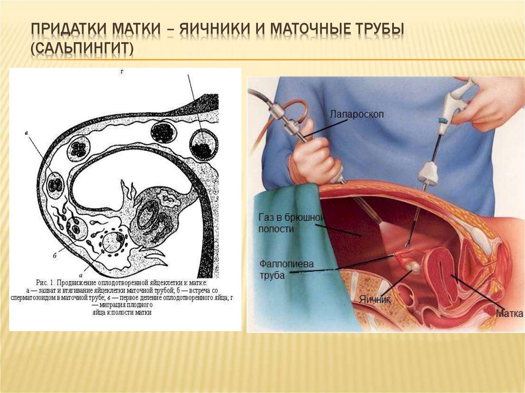 План по оплодотворению всех девушек смотреть