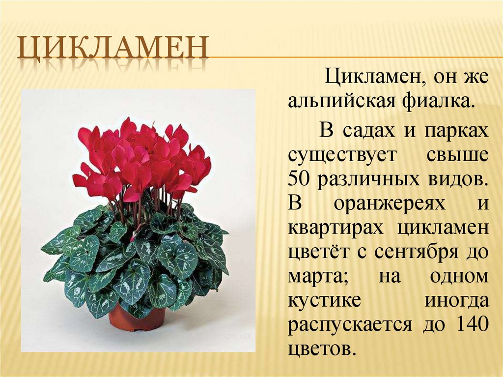 Комнатные цветы фото и описание