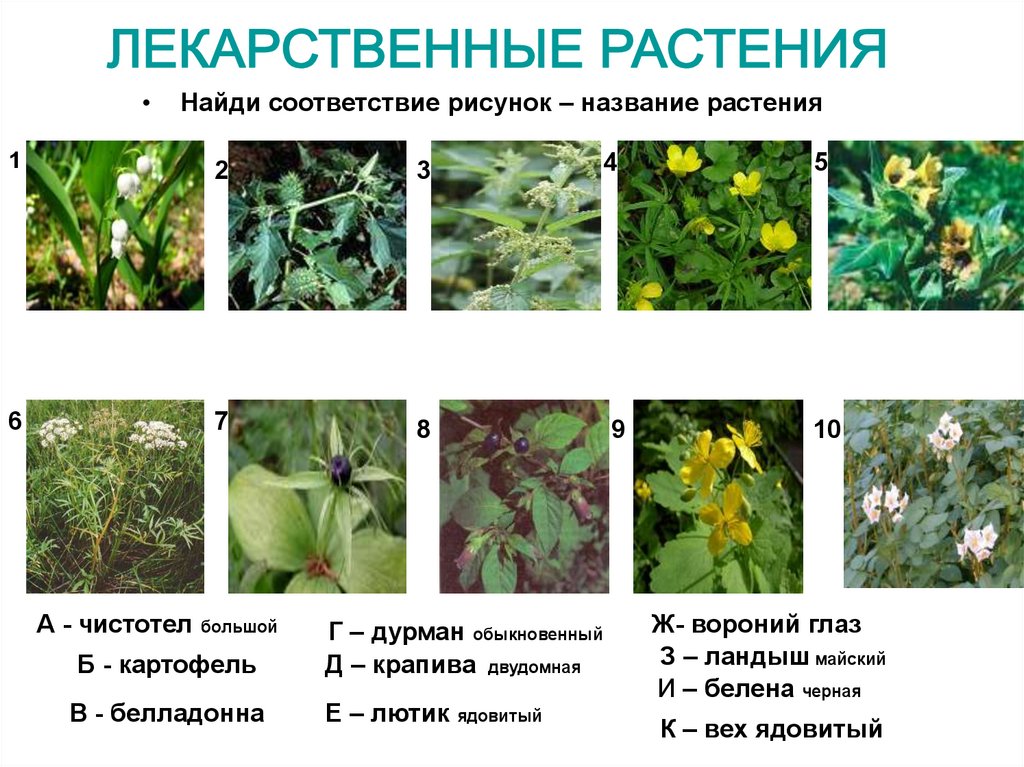 Какое это растение. Лекарственные растения названия. Лечебные растения названия. Лекарственные травы с названиями. Лекарственные растения названия растений.