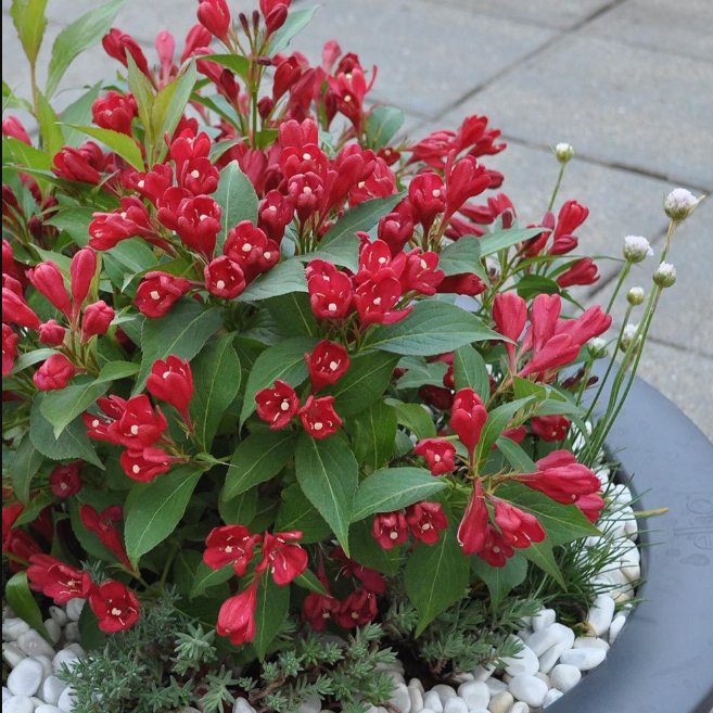 Цветы кустарники фото с названиями: фото с названиями. Декоративно ...