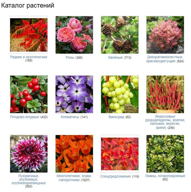 Бесплатный каталог цветов