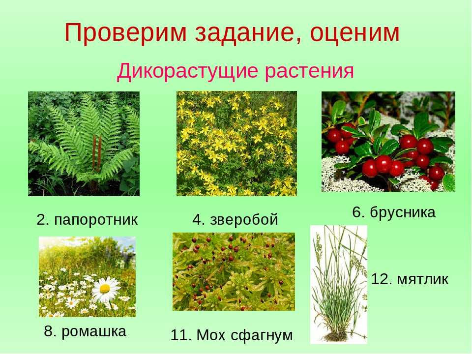 Дикорастущие растения фото с названиями