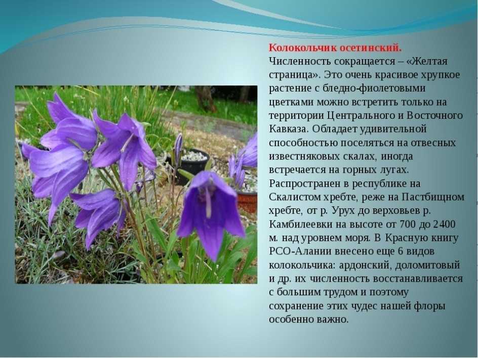 Цветы из красной книги россии фото и описание 1 класс