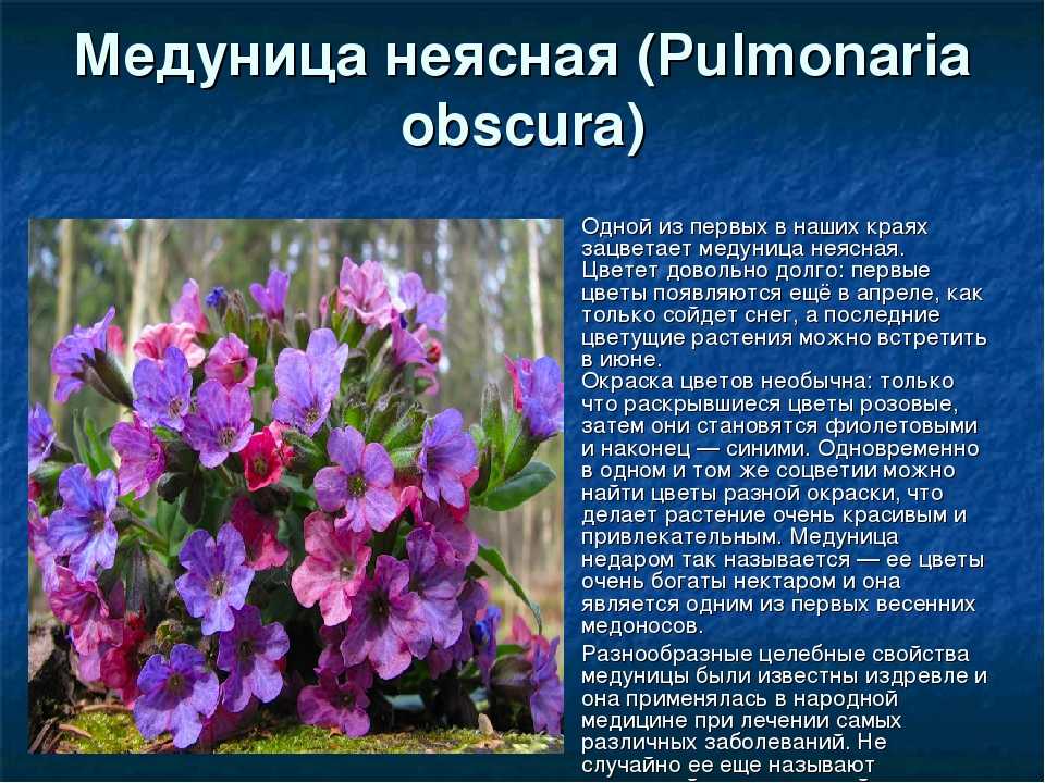 Капия характеристика и описание. Медуница цветок. Медуница фиолетовая. Медуница лекарственная сорта. Семейство Бурачниковые Медуница.