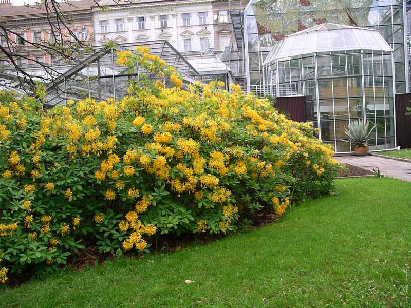 Желтые кустарники фото с названиями в саду