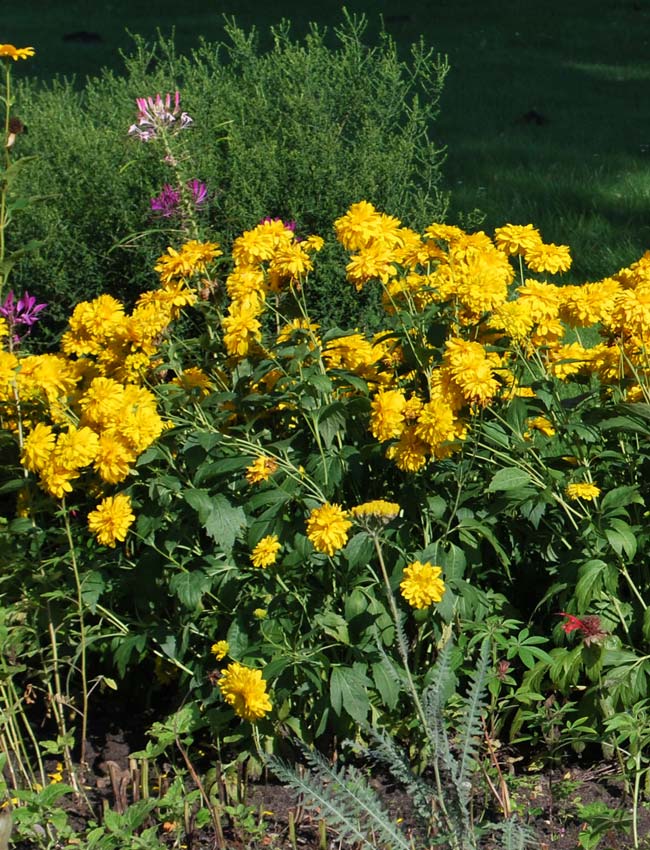 Желтые многолетние цветы фото и названия высокорослые