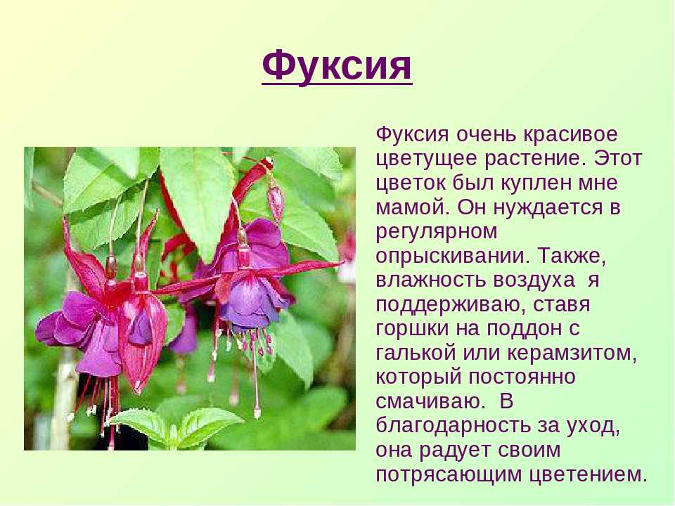 Цветы описание уход. Фуксия описание растения. Фуксия вид группа и краткие сведения.