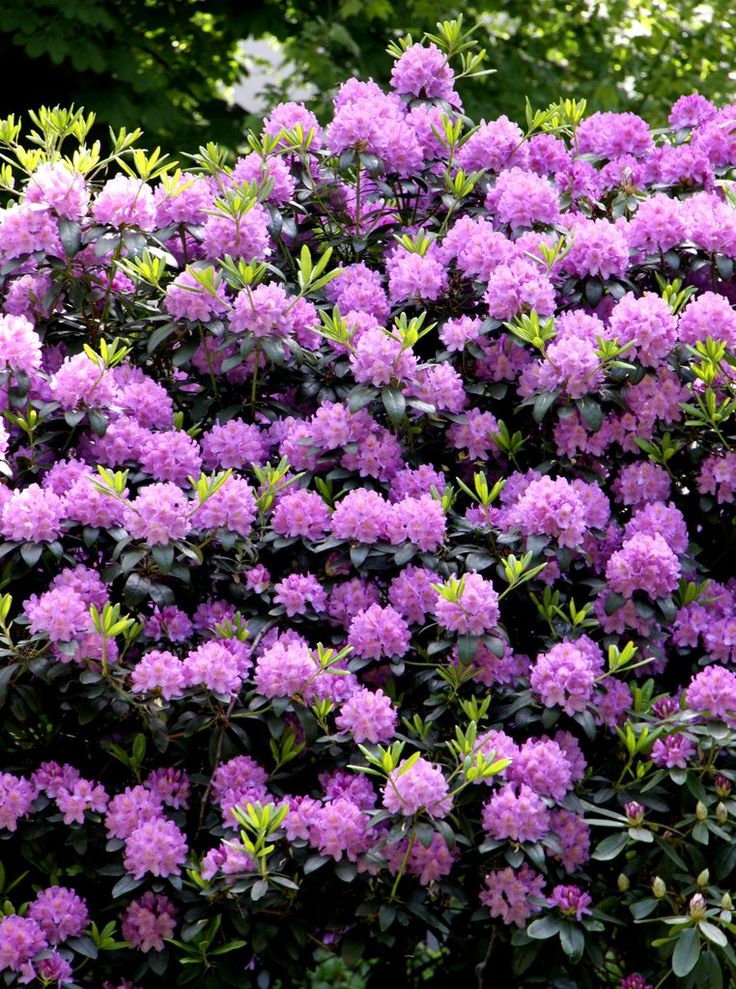 Цветущие кусты многолетники для сада фото с названиями