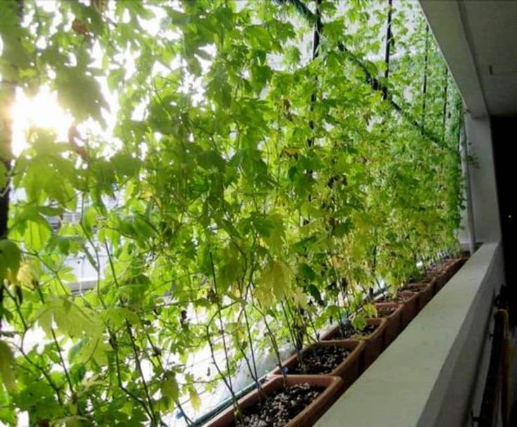 Плющ на балконе. Хмель Вьюн на балконе. Вьющиеся растения для балкона. Вьющееся растение для балкона. Плетущиеся растения для балкона.