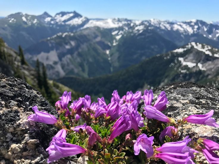 Цветы альпийских лугов фото с названиями