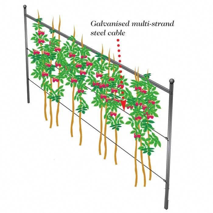 Подвязка малины на шпалере своими руками из подручных материалов фото пошагово