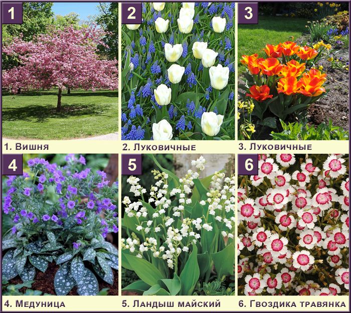 Луковичные цветы многолетники с названиями и фото по алфавиту для сада