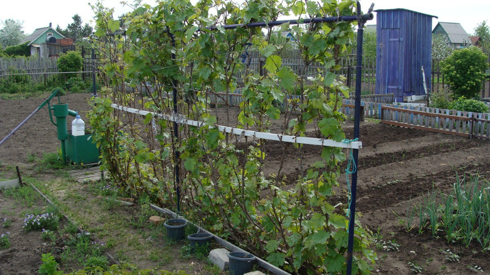 Подпорки для винограда своими руками фото на даче