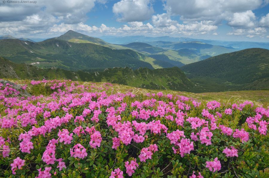 Цветы альпийских лугов фото с названиями