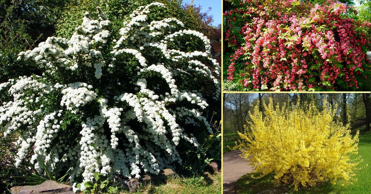 Цветущие кустарники многолетники для сада фото и названия