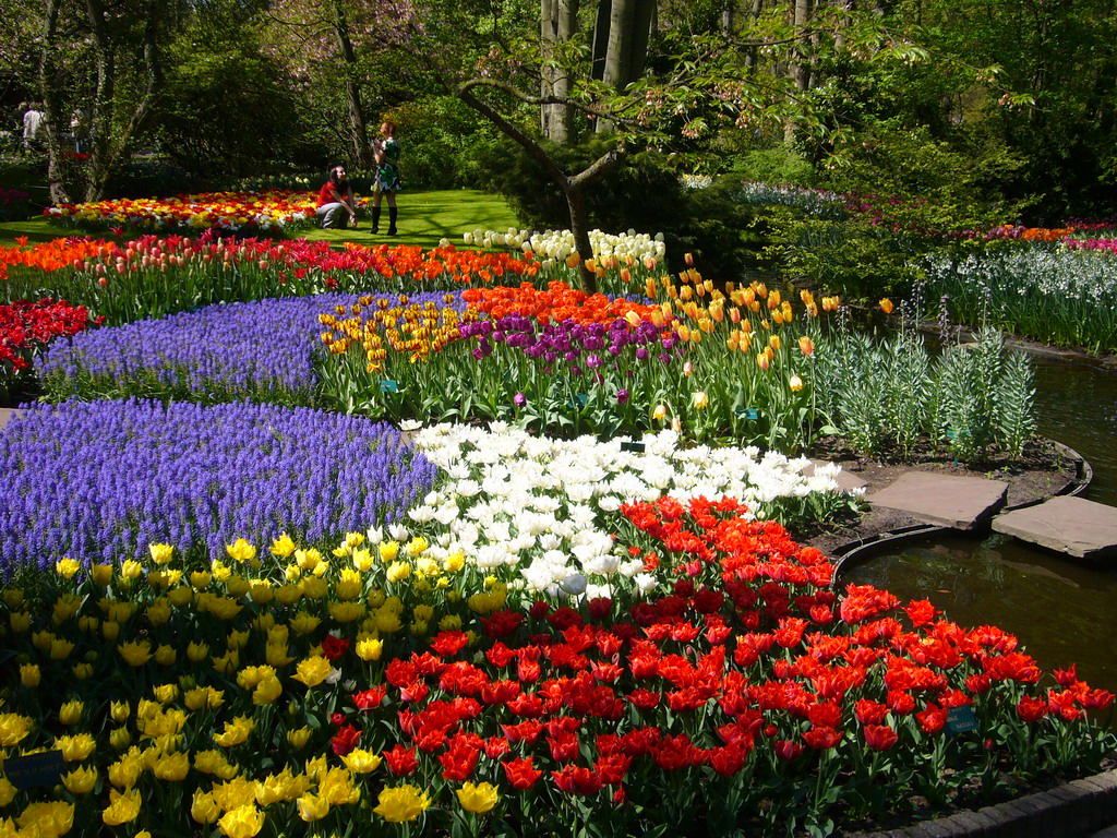 Большая клумба в саду. Keukenhof Gardens Нидерланды. Кёкенхоф рабатка. Рабатка Тунберга. Рабатка Тунберга однолетник.