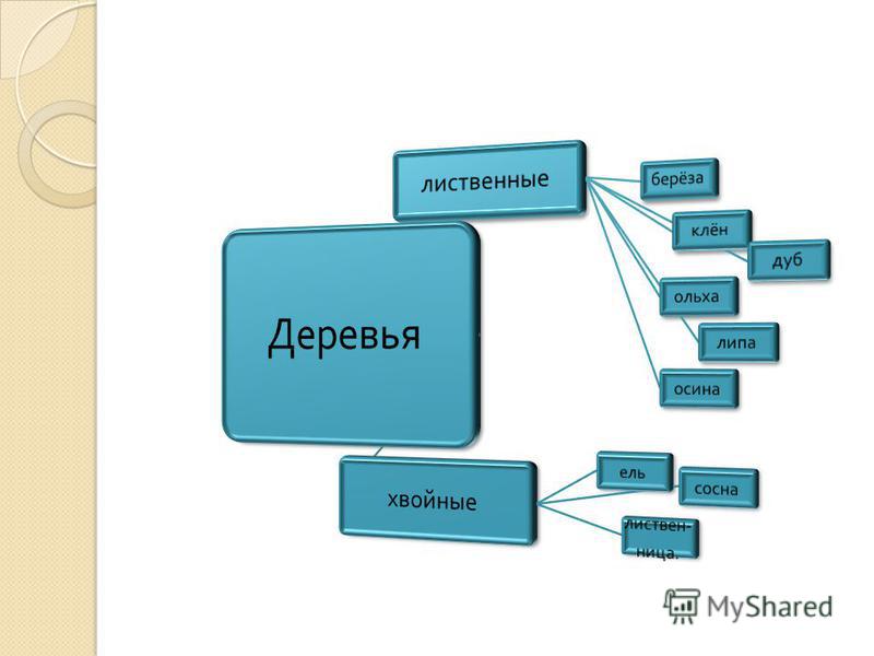 Классификация деревьев. Деревья классификация деревьев. Систематика дерева. Классификация древесины.