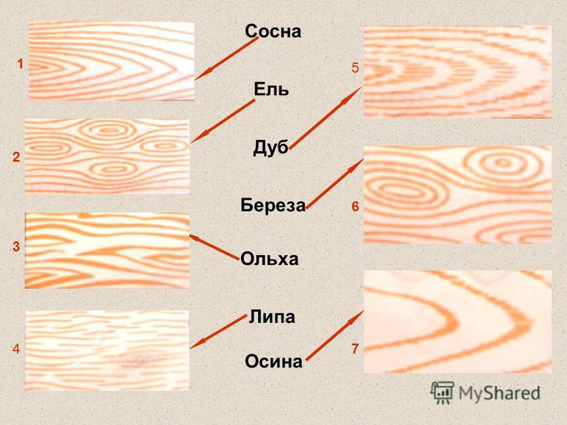 Для дерева на рисунке определите. Ольха структура древесины. Липа структура древесины. Строение и текстура древесины. Структура древесины ели.