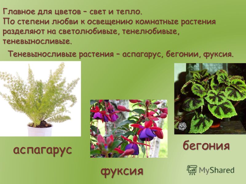 Комнатные засухоустойчивые растения фото и названия