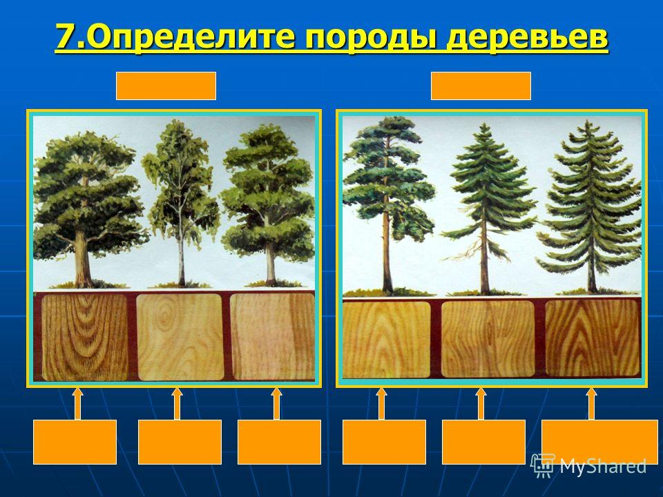 Как отличить деревья. Лиственные породы древесины. Хвойные и лиственные породы древесины. Ценные хвойные породы древесины. Ценные лиственные породы древесины.