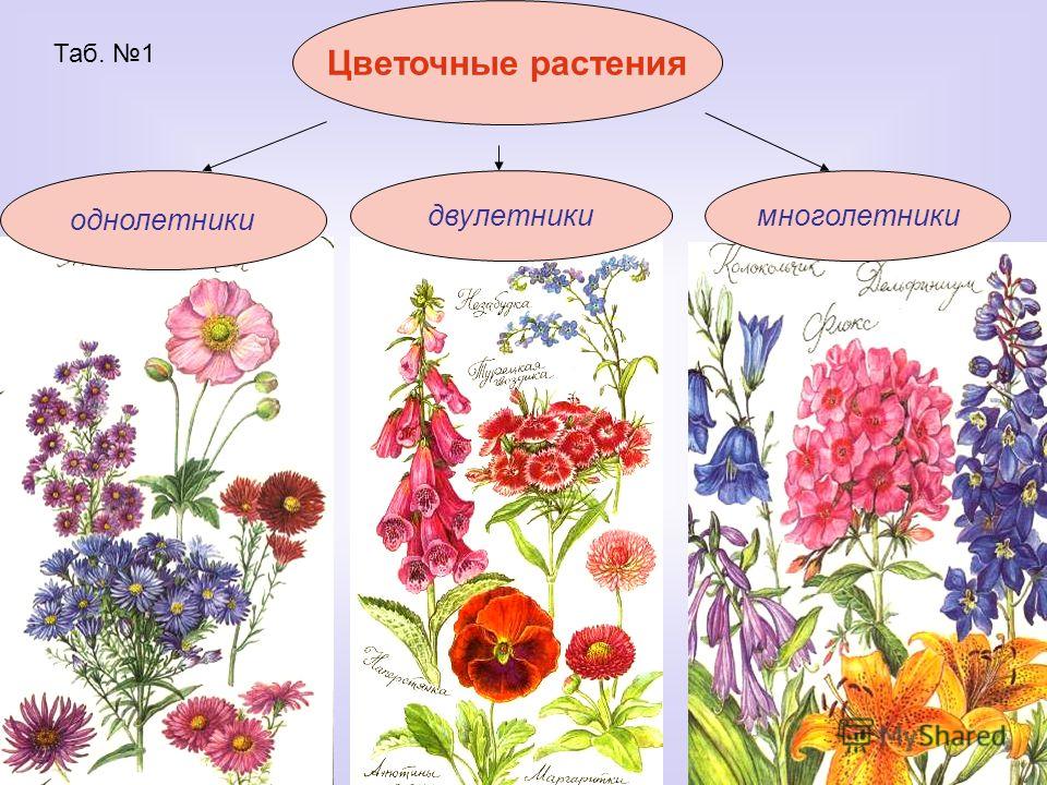 Многолетние цветы презентация