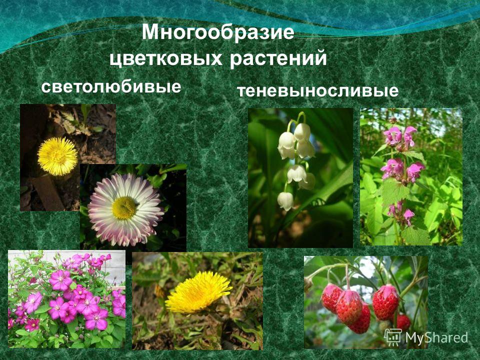 3 названия растений. Разнообразие цветковых. Цветковые растения названия. Виды цветковых растений. Название цветковых растений.