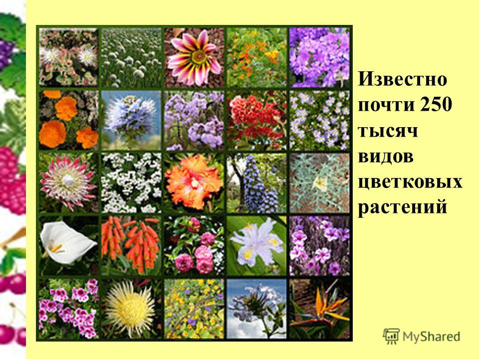 Многообразие растений в природе. Цветы разнообразие. Многообразие цветов. Разнообразие цветов в природе. Разнообразие цветков у растений.