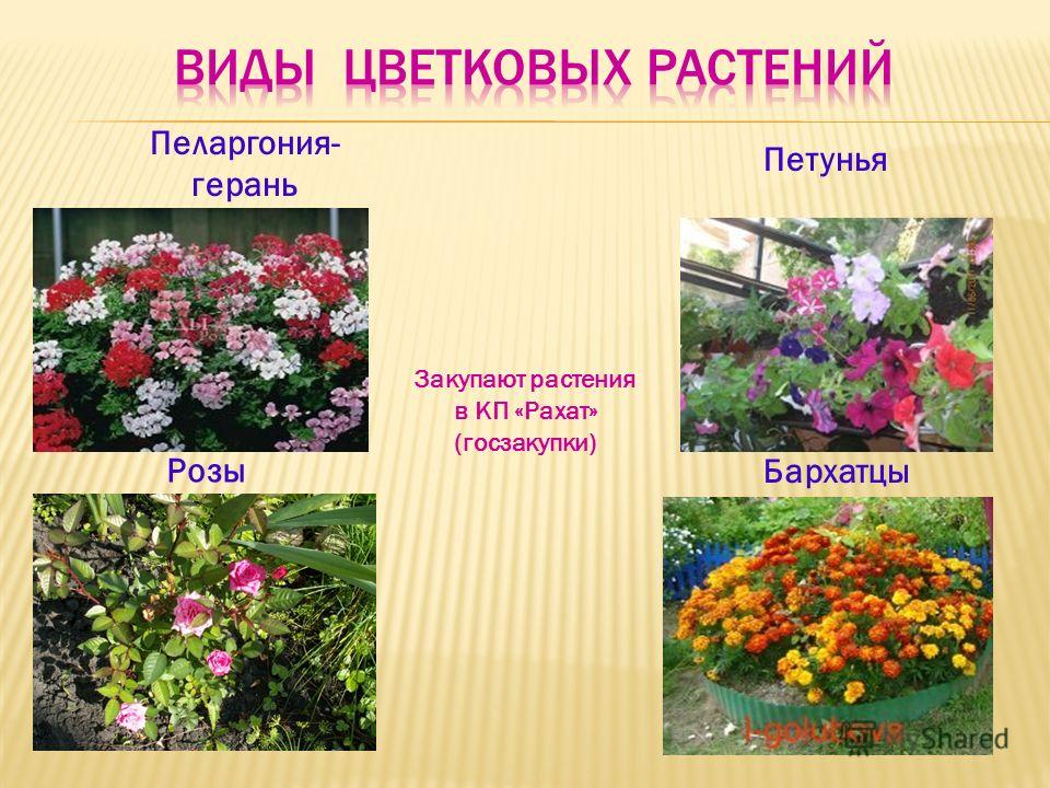 Каких цветов бывают растения. Виды цветковых растений. Цветковые растения названия. Виды цветов цветковых растений.
