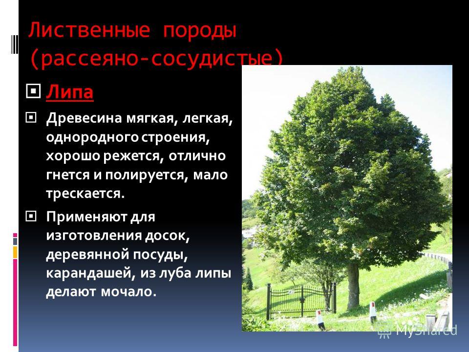 Характеристика дерева. Лиственные породы древесины. Мягкие лиственные породы древесины. Лиственные древесные породы. Широколиственные породы деревьев.