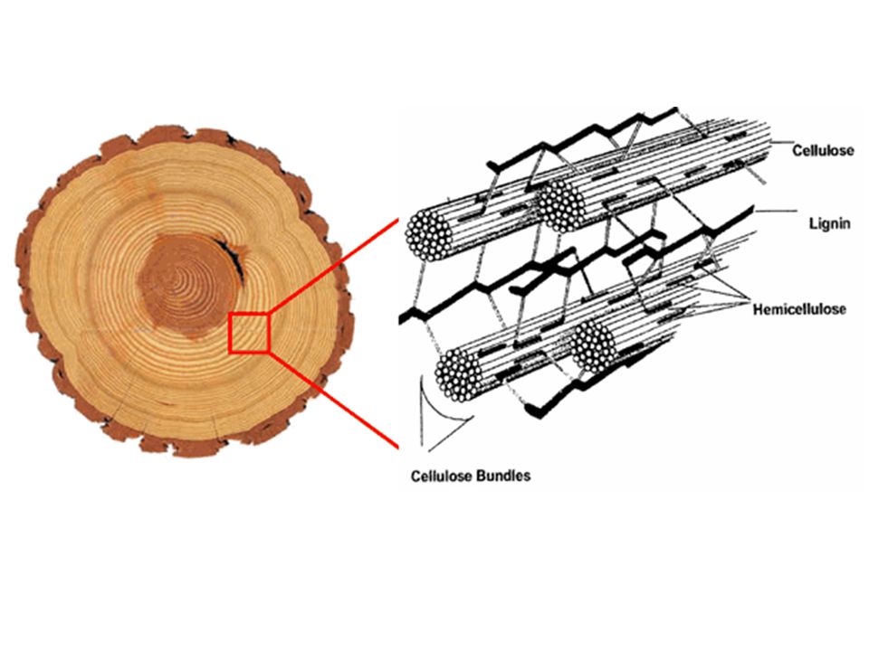 В древесине содержится. Целлюлоза лигнин гемицеллюлоза. Строение дерева лигнин Целлюлоза. Древесина лигнин и Целлюлоза. Клетка древесины Целлюлоза лигнин.