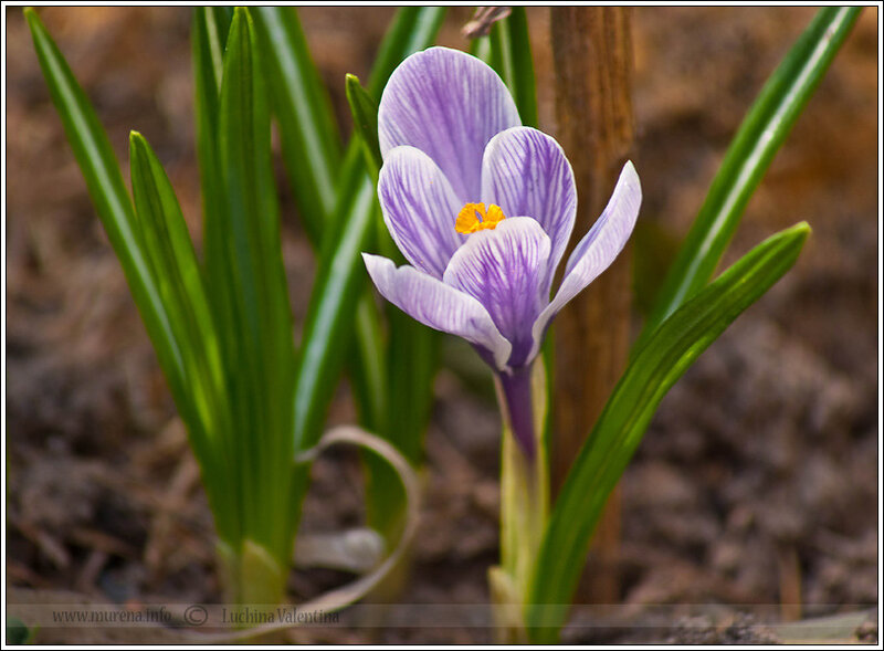 Верны цветам. Крокус верный цвет. Crocus wit. Верна цветок. Цветочек Веренир басмочек.