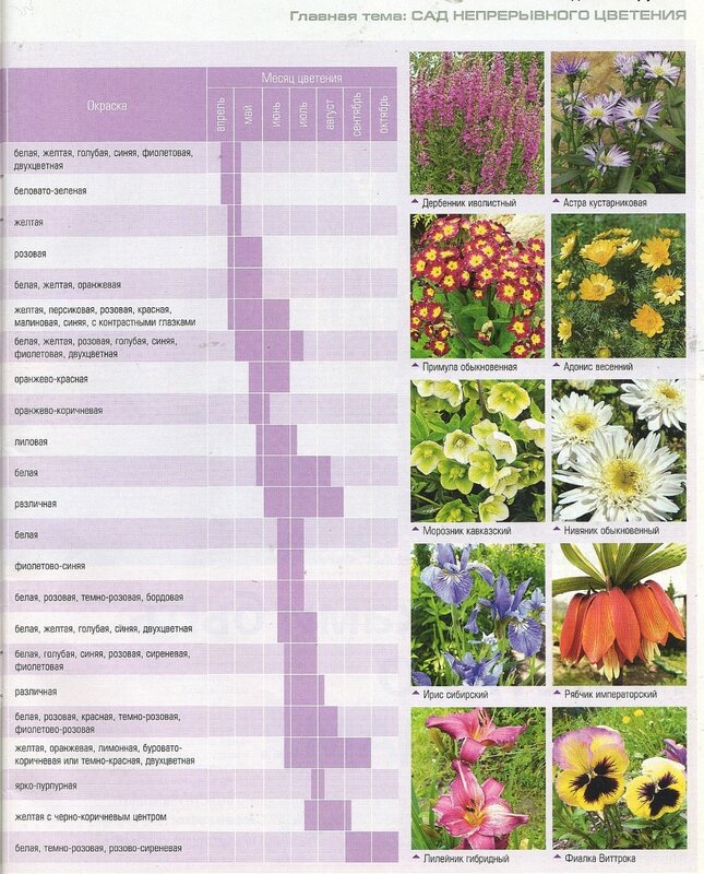 Справочник многолетних цветов с фото