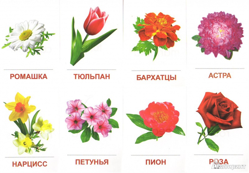 Цветы для детей названия и фото