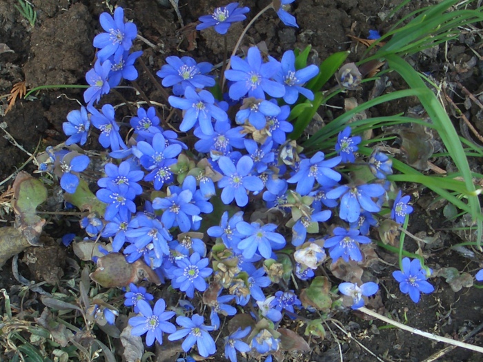 Высокие цветы с синими цветами фото и названия