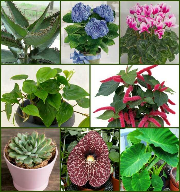 Виды цветущих комнатных растений с фото и названием